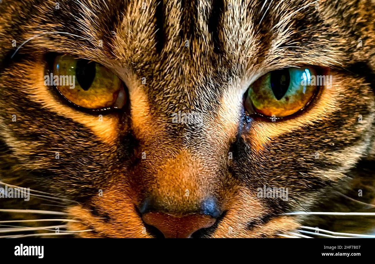 Die schönen Augen einer Katze Stockfoto
