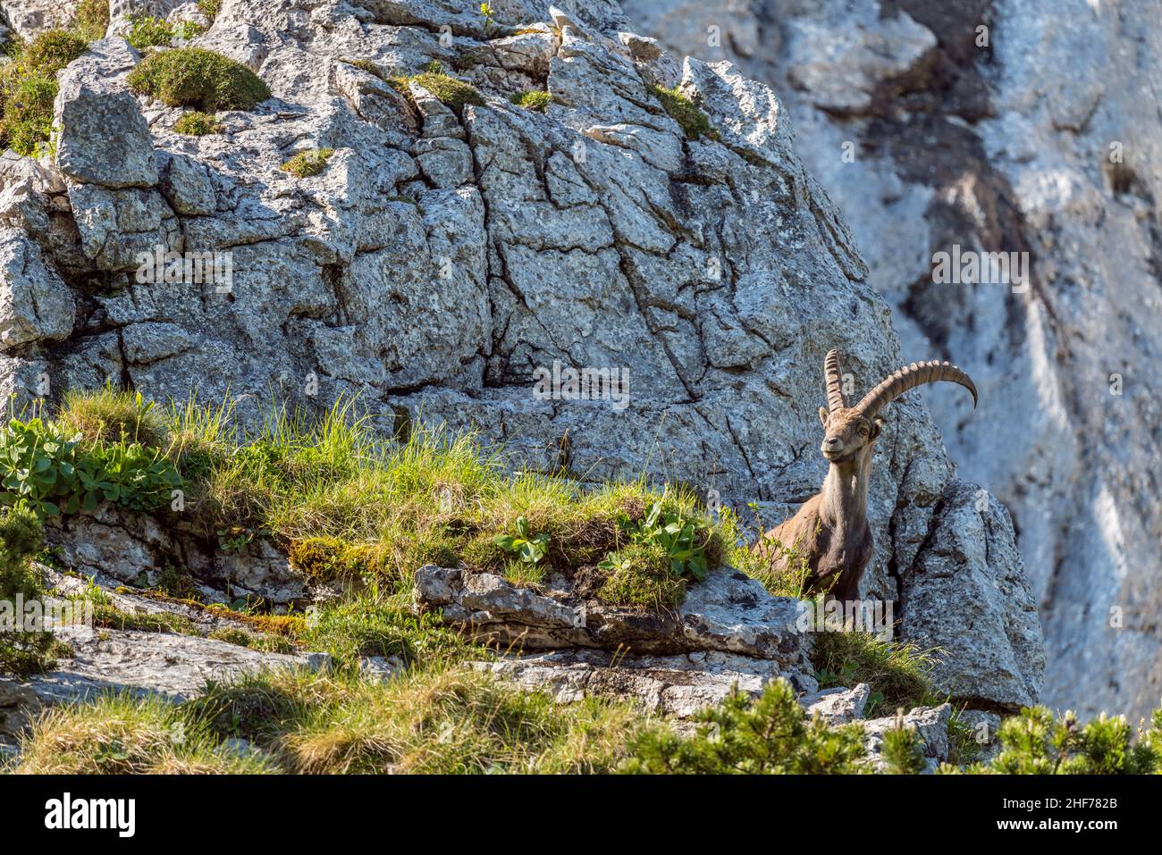 Steinbock auf der Benediktenwand (1, 801 m), Benediktbeuern, Oberbayern, Bayern, Deutschland Stockfoto