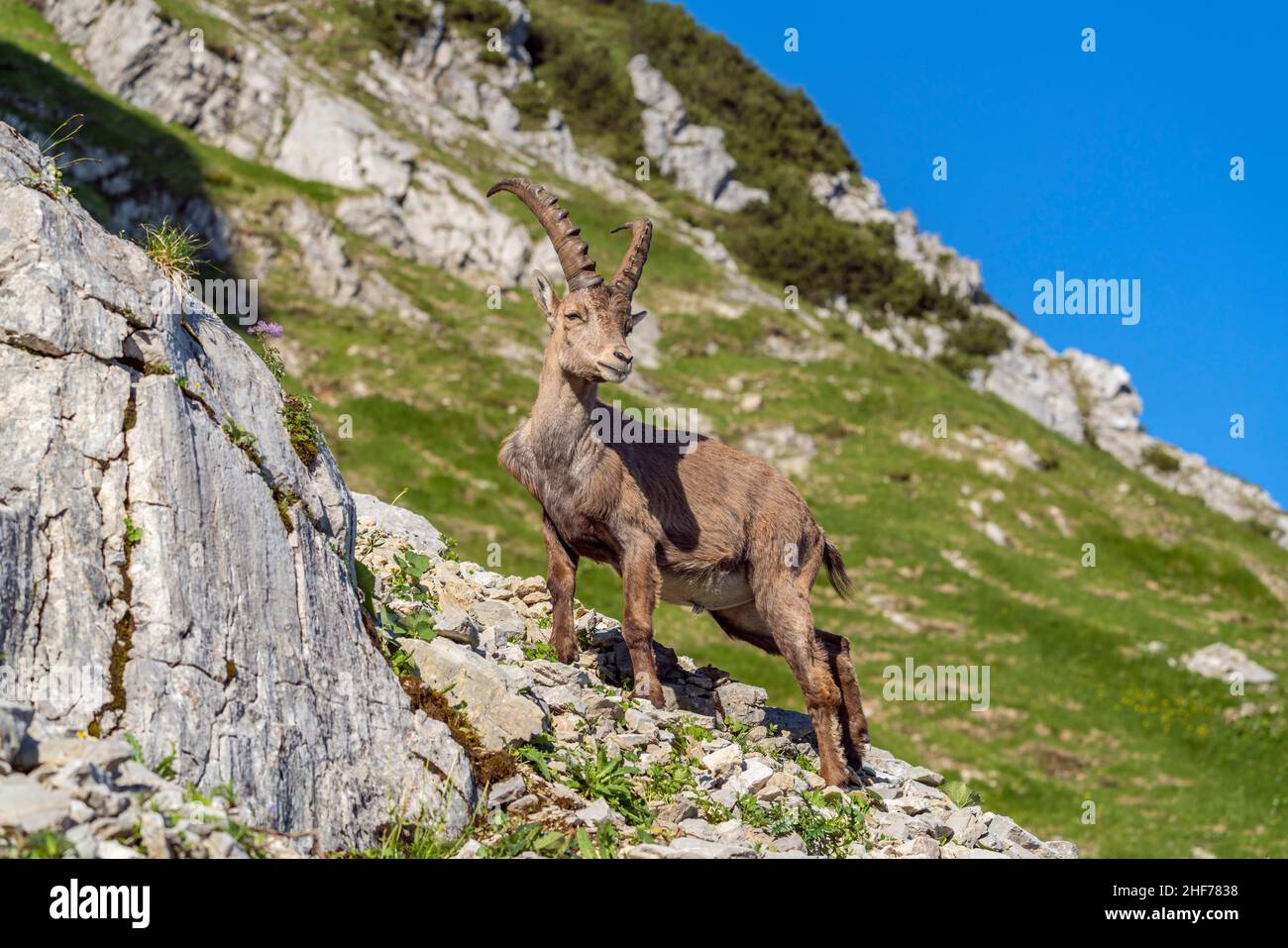 Steinbock auf der Benediktenwand (1, 801 m), Benediktbeuern, Oberbayern, Bayern, Deutschland Stockfoto