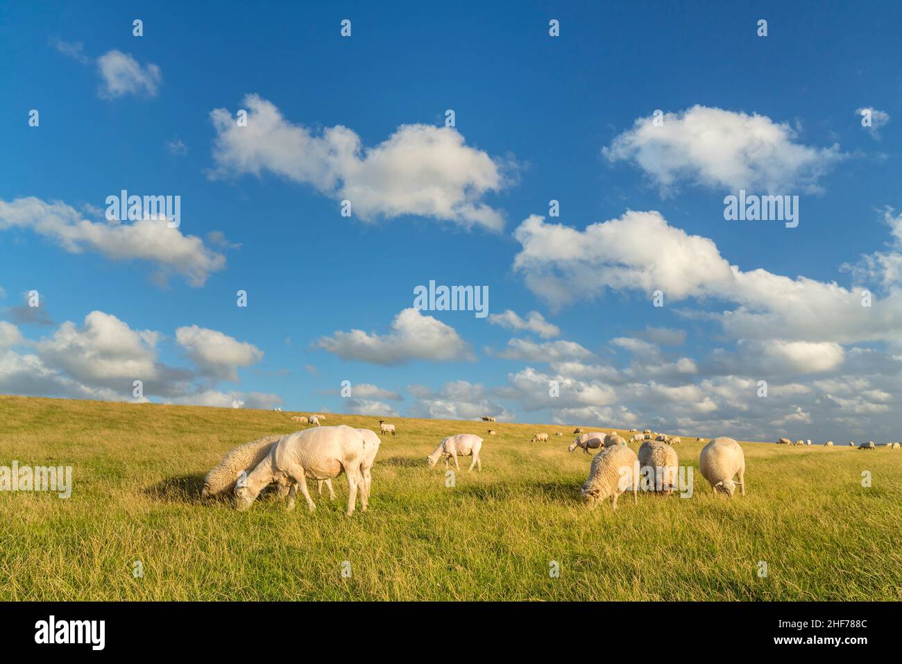 Schafe auf dem Deich vor Westerhever, Halbinsel Eiderstedt, Schleswig-Holstein, Deutschland Stockfoto