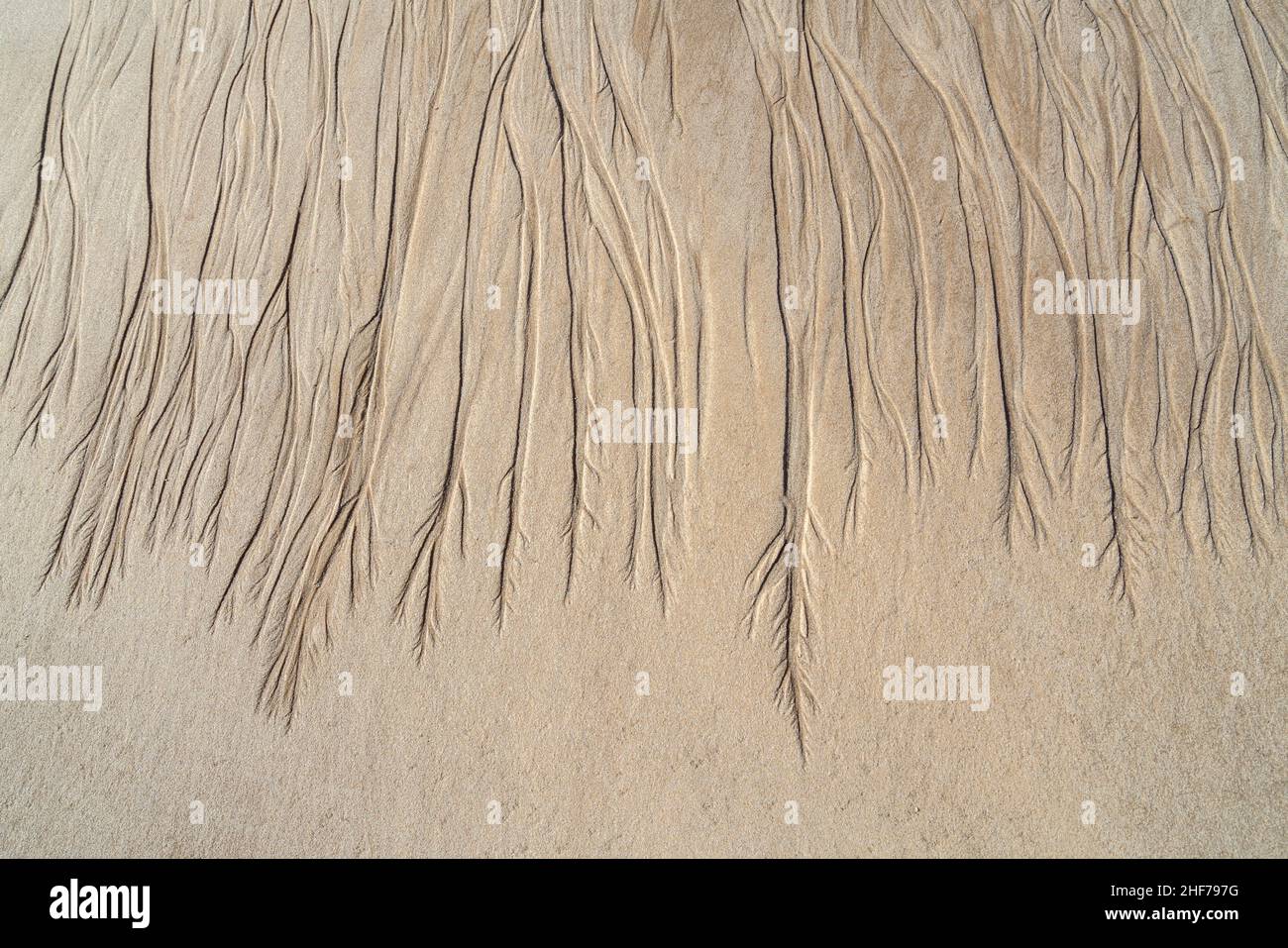 Struktur im Sand, Insel Sylt, Schleswig-Holstein, Deutschland Stockfoto