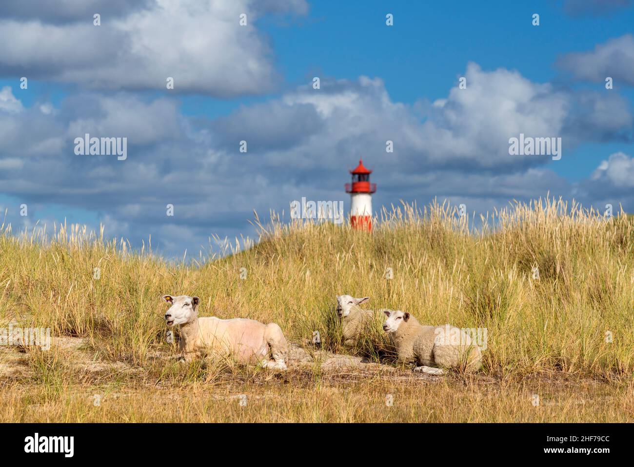 Schafe vor dem Leuchtturm List Ost auf Ellenbogen, Sylt Island, Schleswig-Holstein, Deutschland Stockfoto