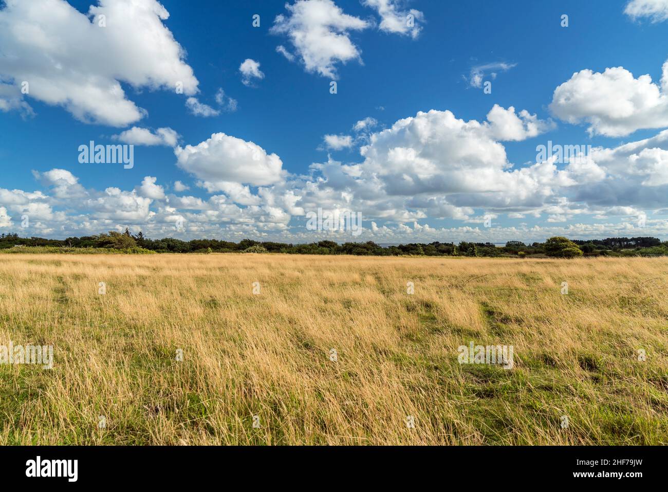 Landschaft bei Morsum, Insel Sylt, Schleswig-Holstein, Deutschland Stockfoto