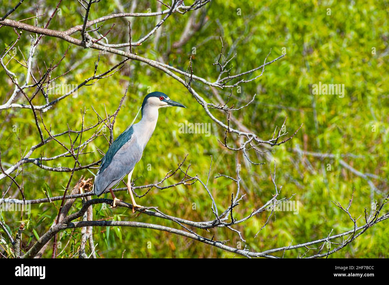 Schwarzkronenreiher (Nycticorax nycticorax) Tagsüber gesehen wirken diese klobigen Reiher dumpf und lethargisch, mit Gruppen, die gebeugt und regungslos in Bäumen in der Nähe des Wassers sitzen, werden sie in der Dämmerung aktiver Stockfoto