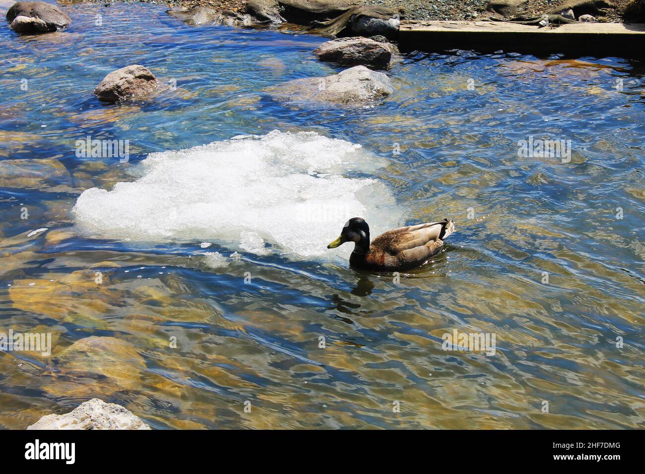 Eine einone Ente in einem flachen Teich, die an etwas Eis schwimmt. Stockfoto