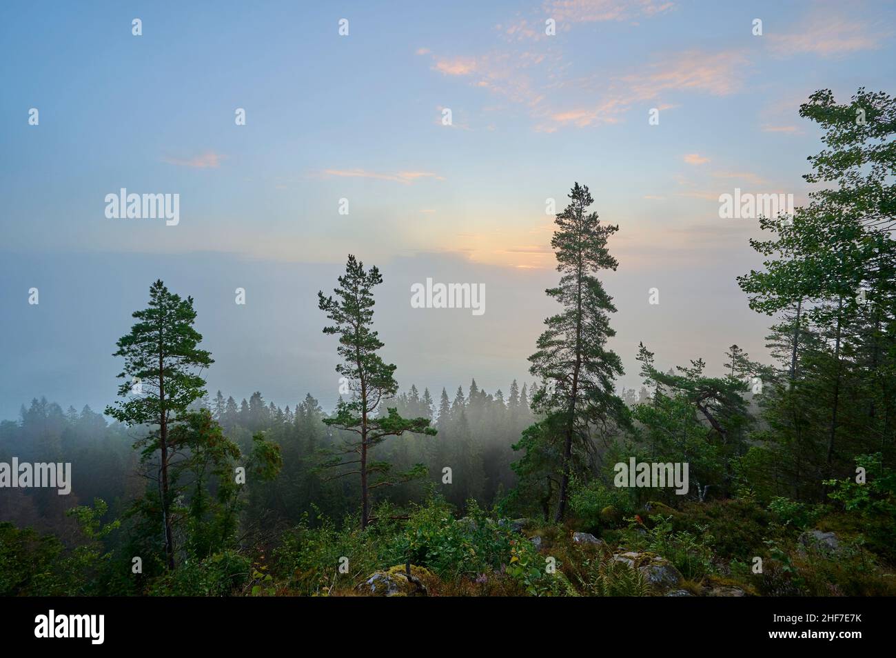 See, Vänern, Kiefern, Wolken, Himmel, sonnenaufgang, Sommer, Ekebacken, Halleberg, Vargön, Västra Götalands län, Vastra Gotaland, Schweden Stockfoto