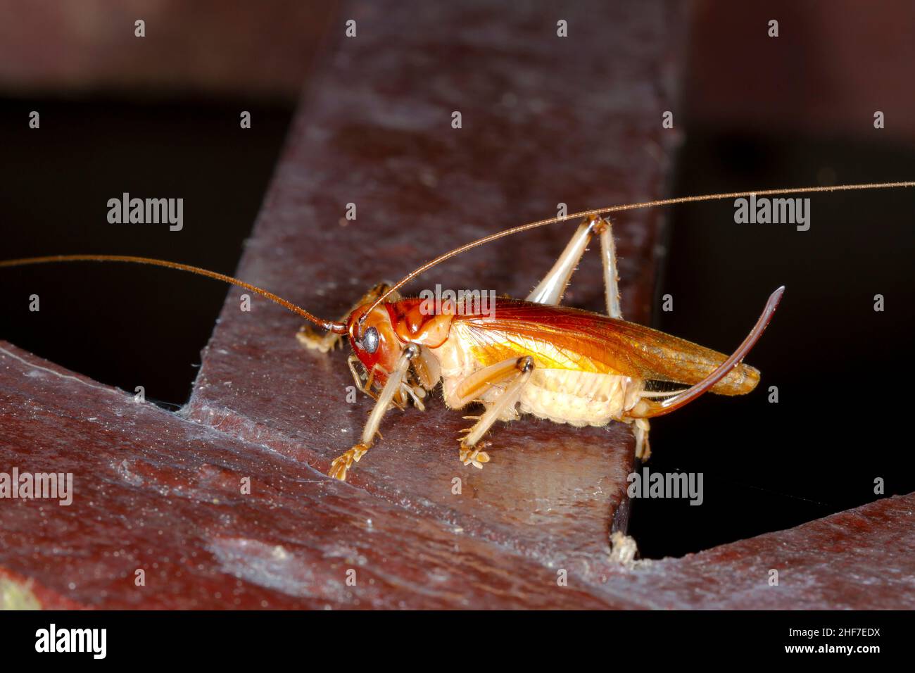 Real Cricket, (Gryllidae sp.), Kinabatangan River, Sabah, Borneo, Malaysia Stockfoto
