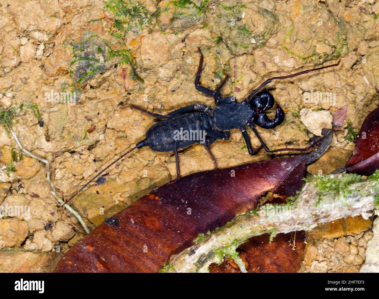 Scorpion Scorpion (Uropygi, Typopeltis sp.), Sabah, Borneo, Malaysia Stockfoto