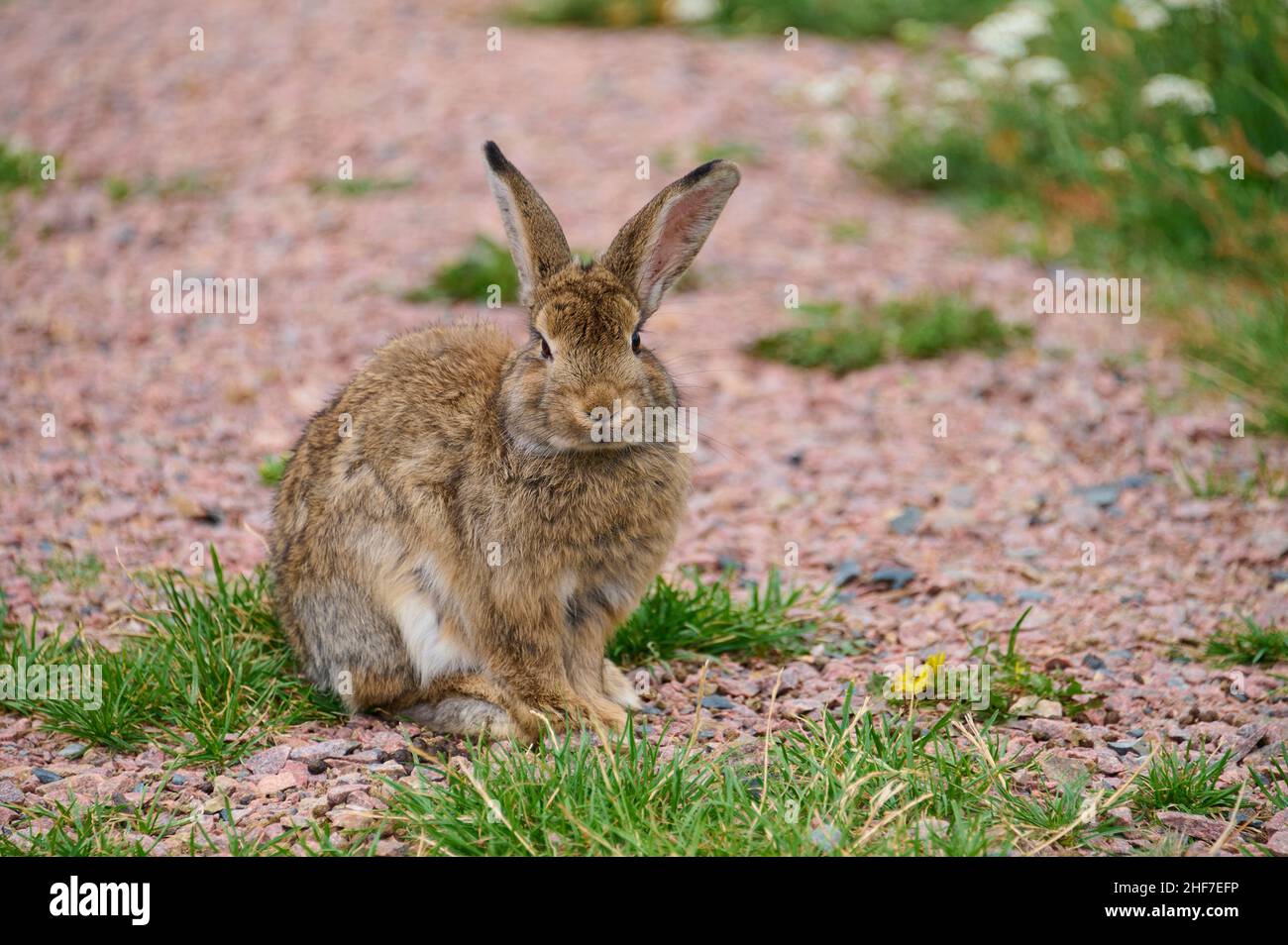 Wildkaninchen, Oryctolagus cuniculus, Sommer, Campingplatz, Schweden Stockfoto