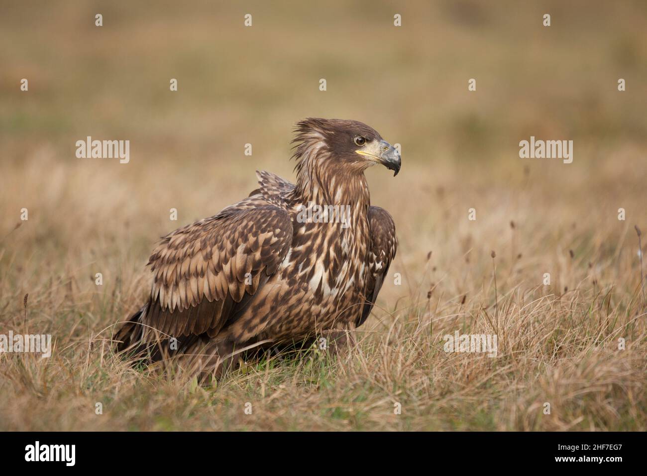Seeadler (Haliaeetus albicilla) auf dem Boden sitzend, Polen Stockfoto