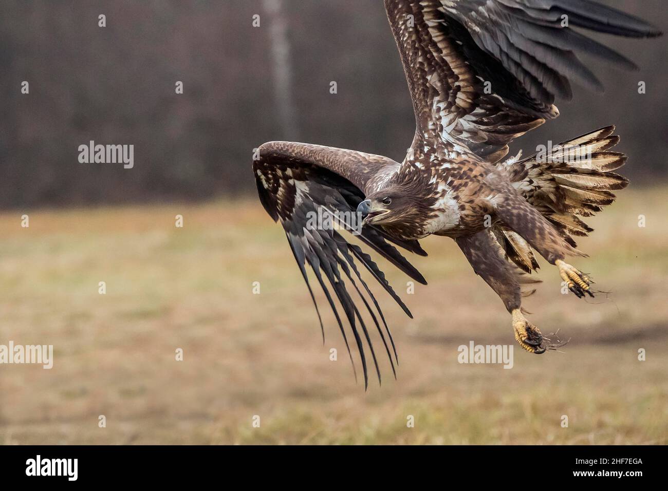 Seeadler (Haliaeetus albicilla) im Flug, Polen Stockfoto