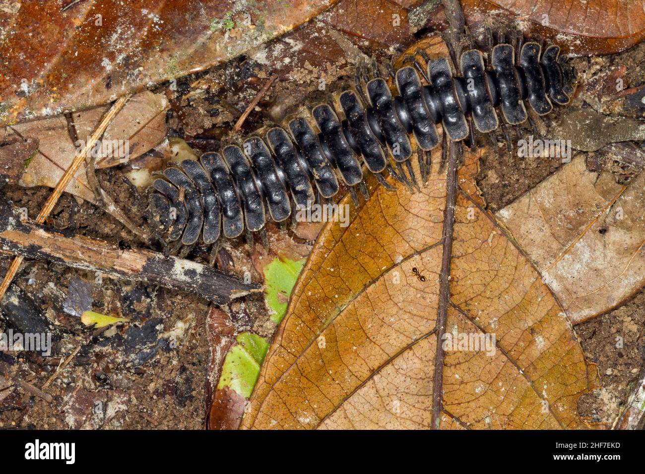 Thousandfuessel, (Barydesmus sp.), Sabah, Borneo, Malaysia Stockfoto