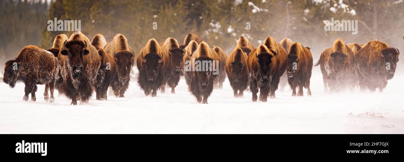 Winterbison Herde Stockfoto
