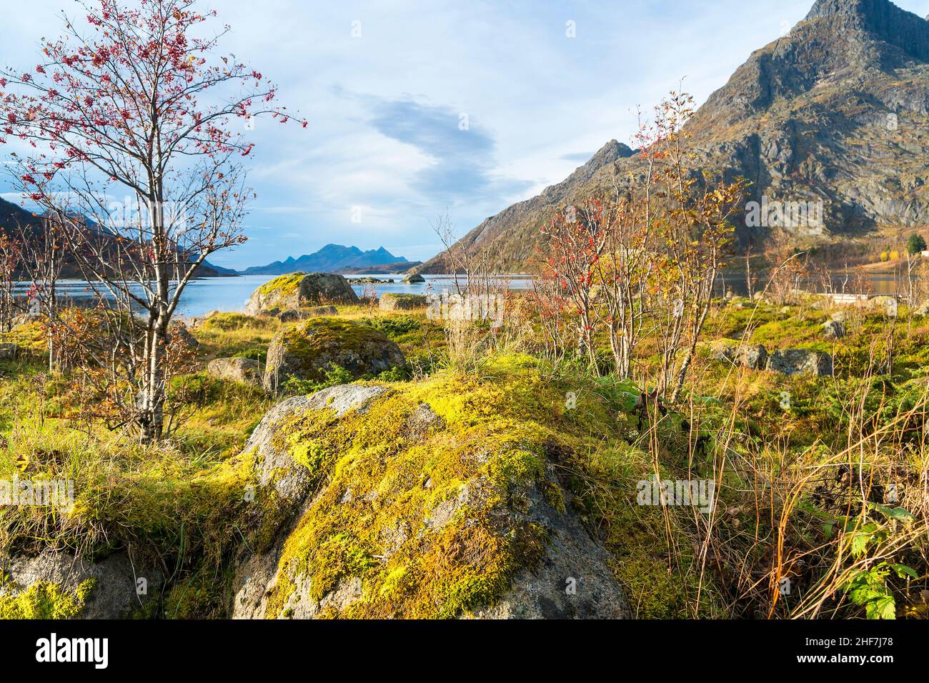 Norwegen, Lofoten, Raffsund, moosige Steine Stockfoto