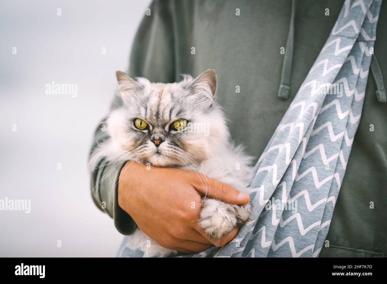 Lustige graue Katze sitzt in Schulterkatzen Tasche Träger in Besitzer Arme im Freien Stockfoto