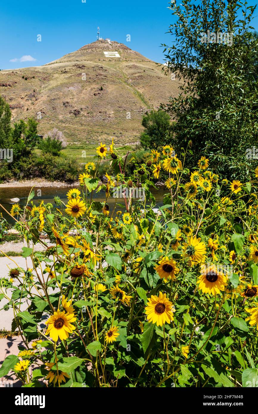 Gewöhnliche Sonnenblumen säumen einen Fußweg entlang des Arkansas River; Tenderfoot oder „S“ Mountain; Beyond; Salida; Colorado; USA Stockfoto