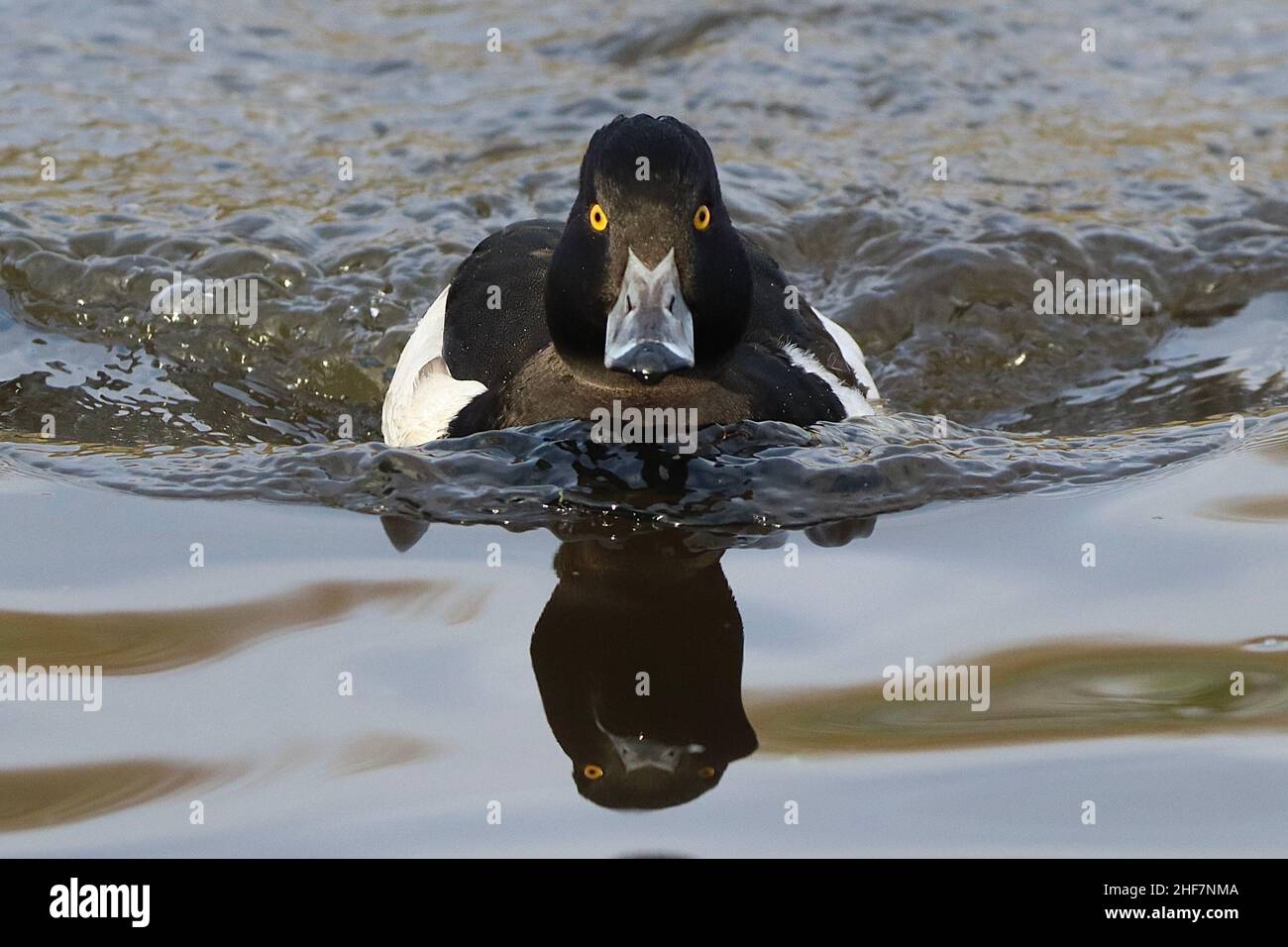 Tufted Duck im Daisy NOOK Country Park Stockfoto