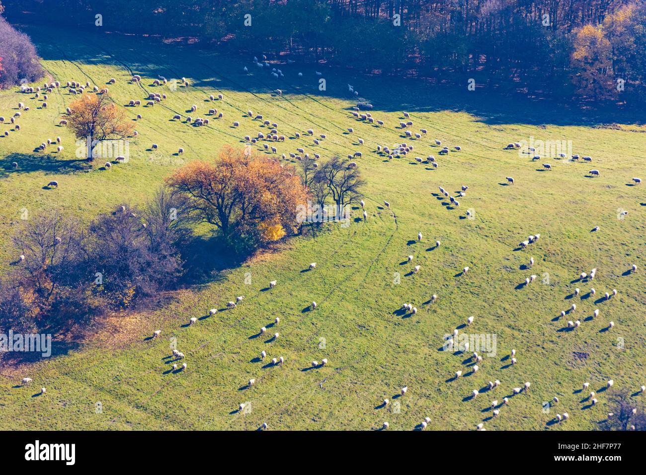 Sulovske skaly (Sulov-Felsen), Wiese, Herbstwald, Schafherde in der Slowakei Stockfoto