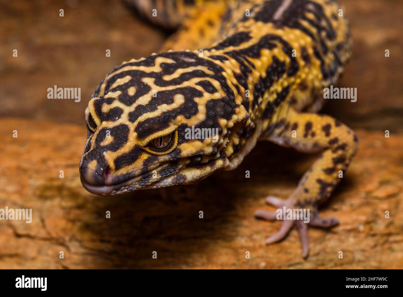 Leopardengecko, pakistanischer Fettschwanzgecko, Eublepharis macularius Stockfoto