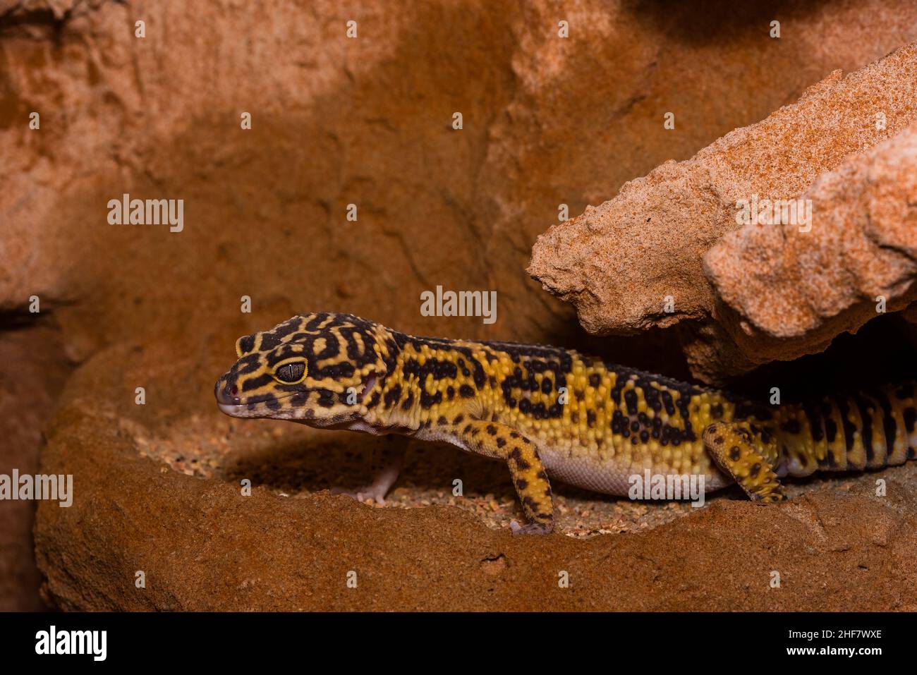 Leopardengecko, pakistanischer Fettschwanzgecko, Eublepharis macularius Stockfoto