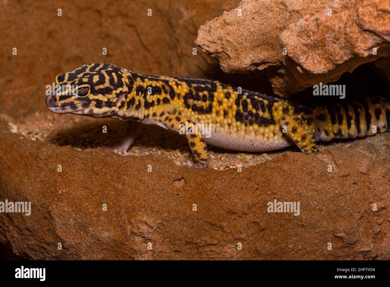 Leopardengecko, pakistanischer Fettschwanzgecko, Eublepharis macularius Stockfoto