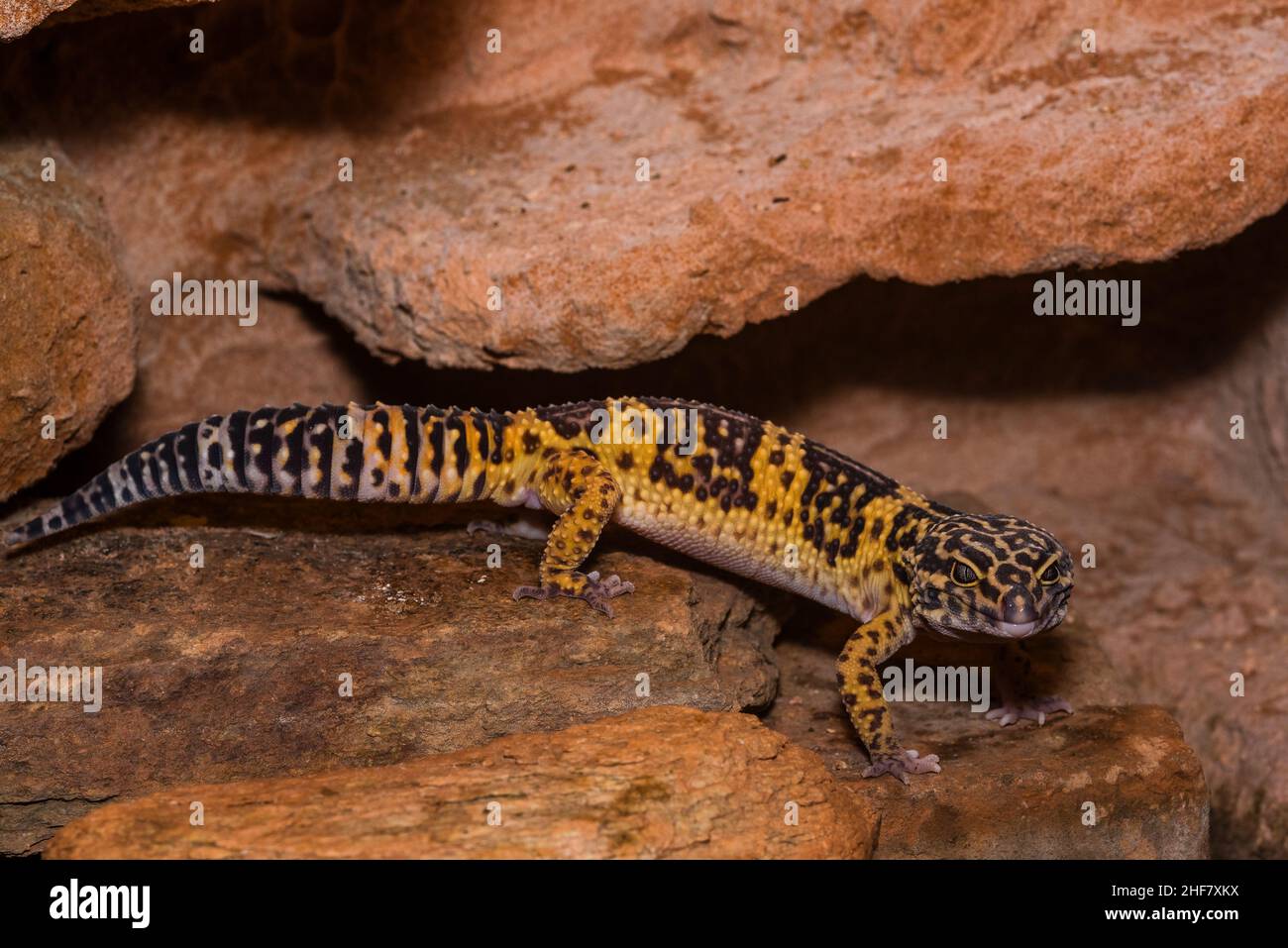 Leopardengecko, pakistanischer Fettschwanzgecko, Eublepharis macularius Stockfoto