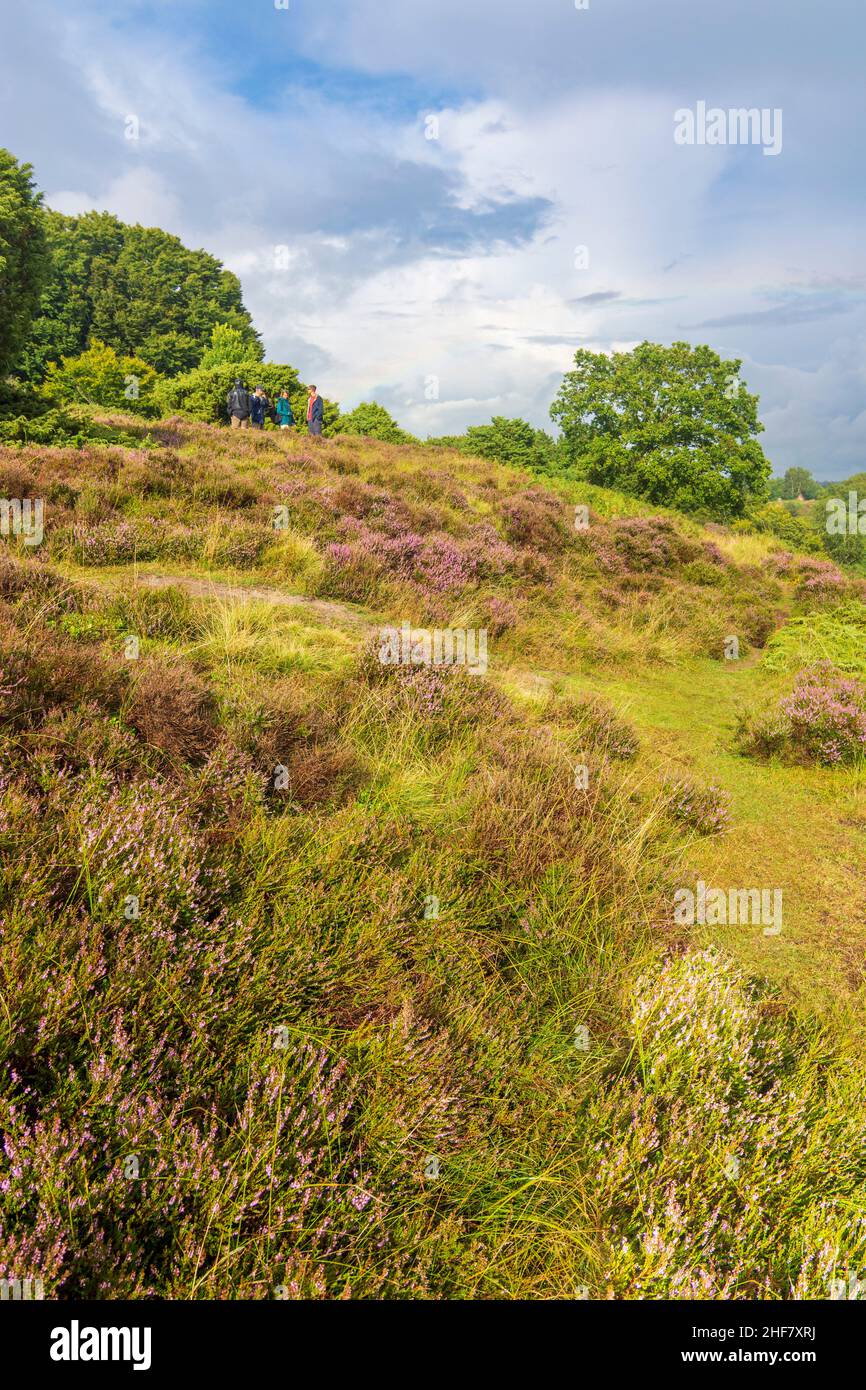 Rebild, Rebild-Nationalpark, Heide in Rebild Bakker, Jylland, Jütland, Dänemark Stockfoto