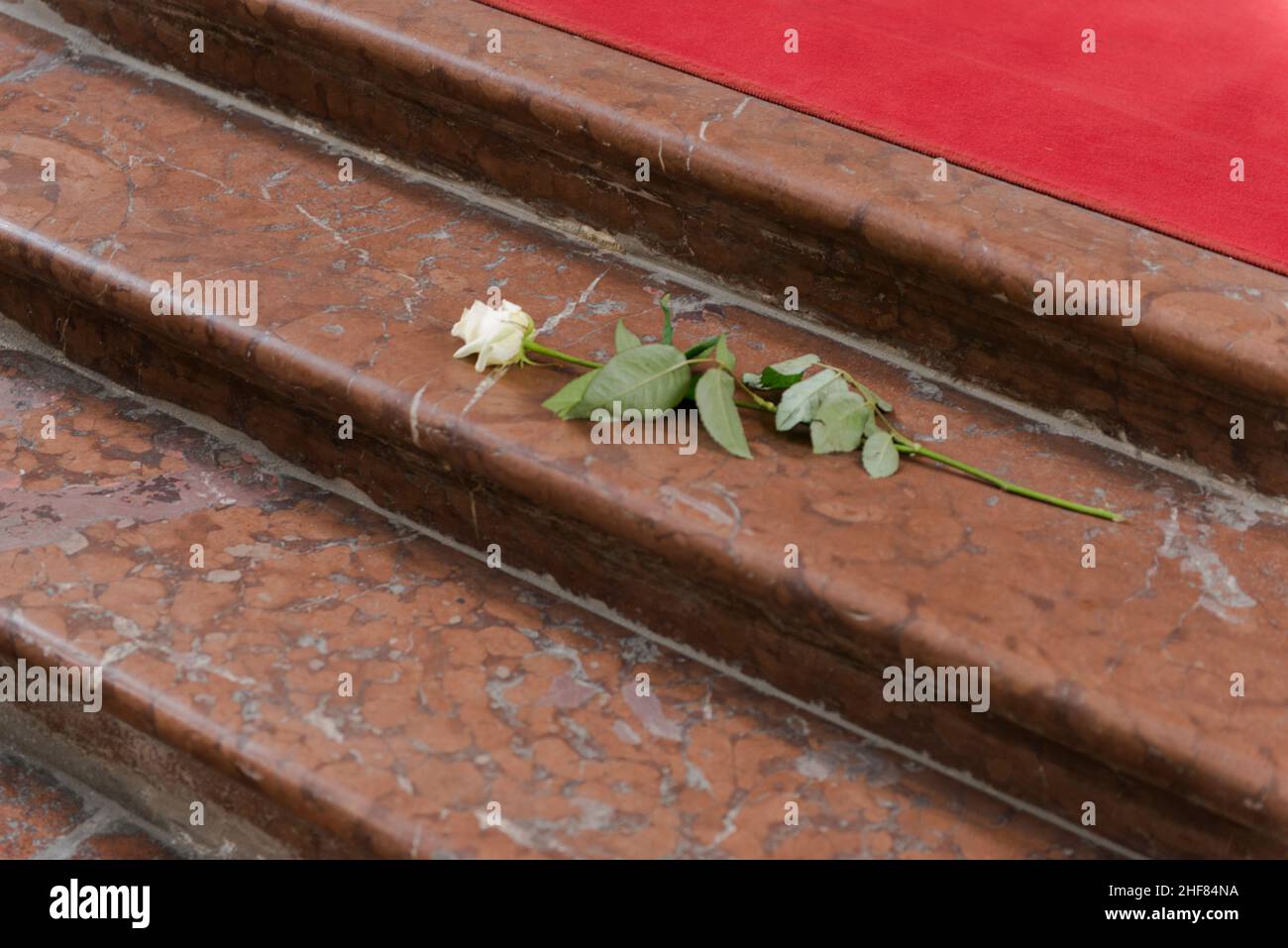 Rose, weiß, Treppen, Stufen Stockfoto