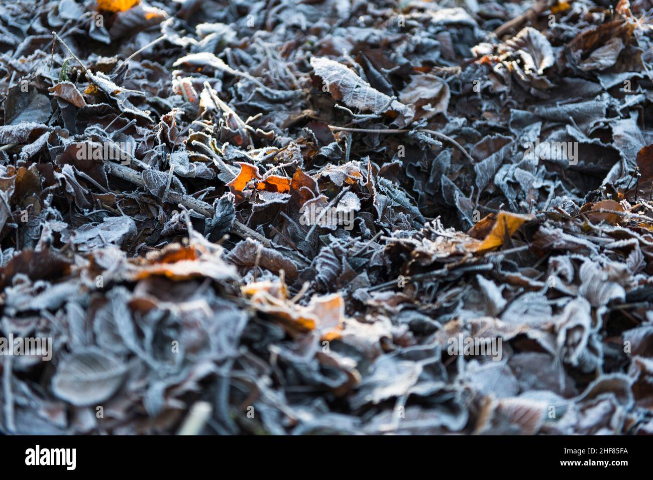 Winter, Blätter, Frost, gefroren Stockfoto