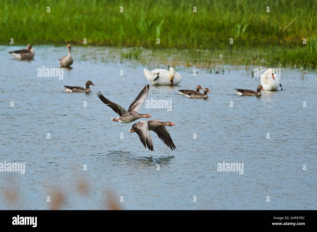 Graugänse (Anser anser), fliegen über einen See, Bayern, Deutschland Stockfoto