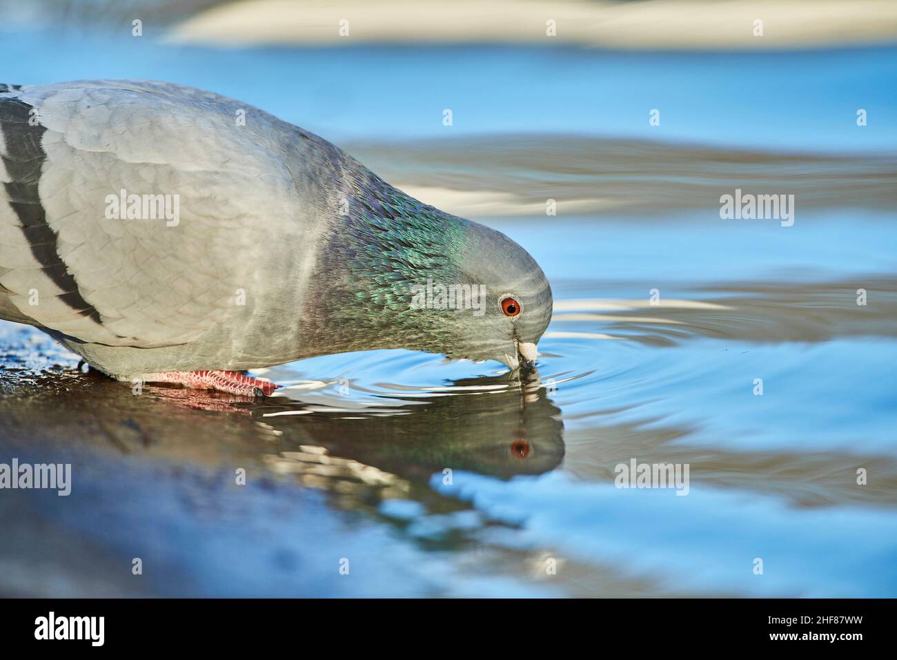 Feral-Taube oder Stadttaube (Columba livia domestica) trinkt Wasser, Bayern, Deutschland Stockfoto