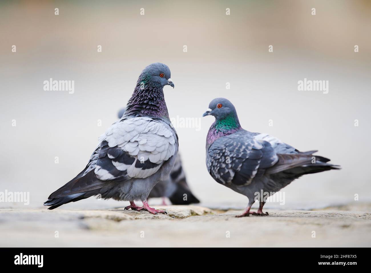 Feral-Tauben oder Stadttauben (Columba livia domestica) stehend, Regensburg, Bayern, Deutschland Stockfoto