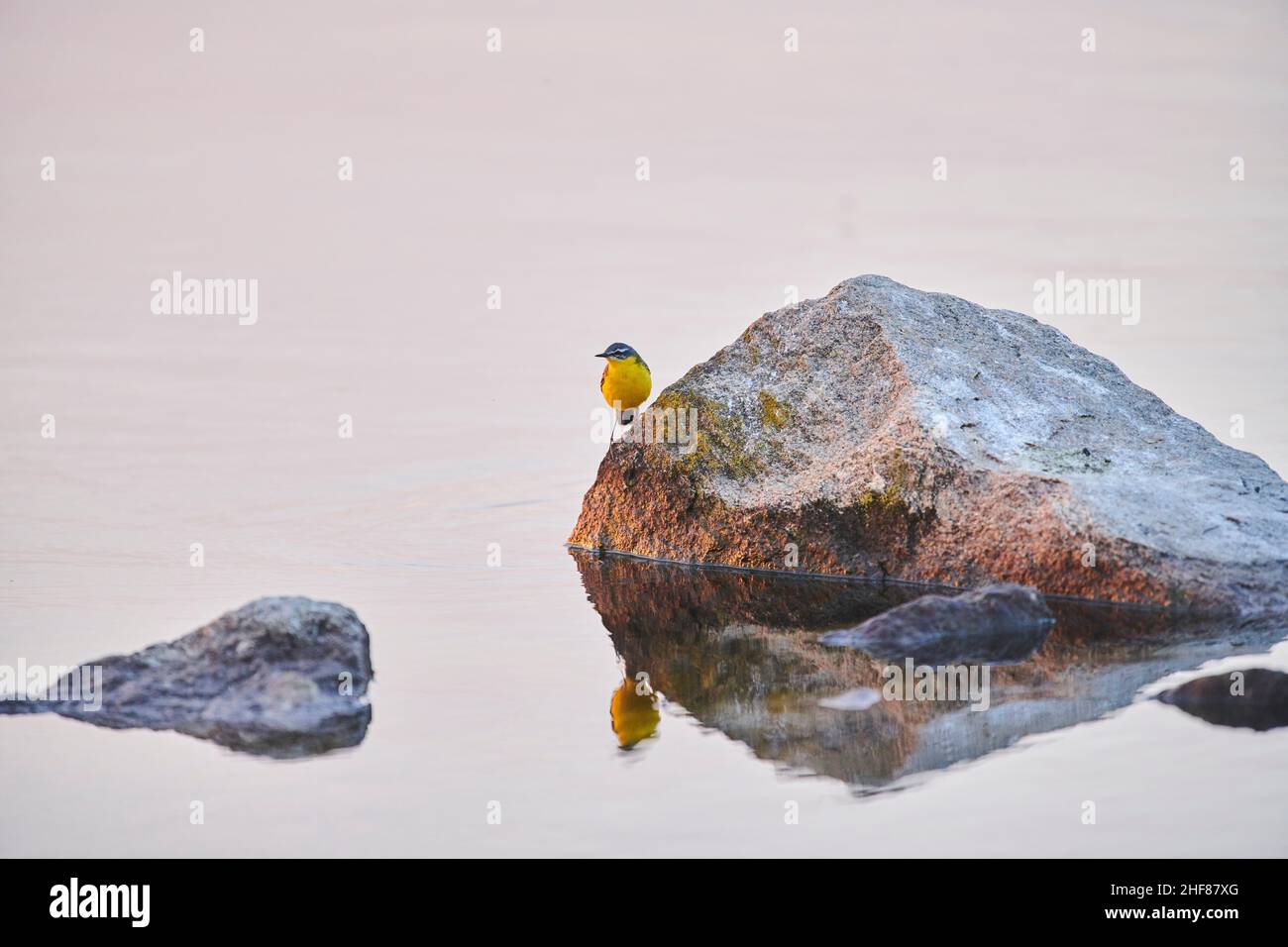 Westgraue Bachstelze (Motacilla flava), die bei Sonnenuntergang auf Felsen an der Donau sitzt, Bayern, Deutschland Stockfoto