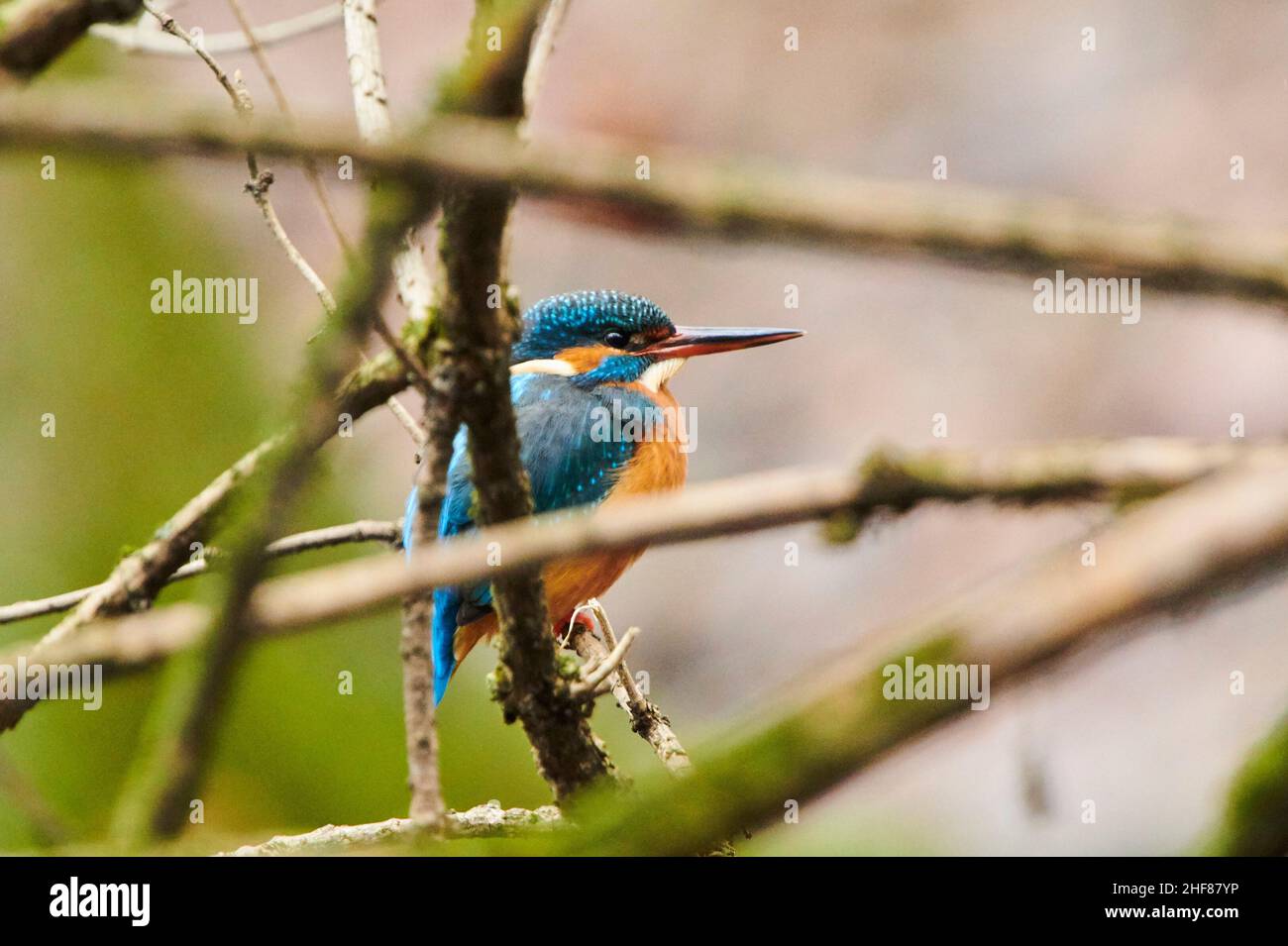 Kingfisher (Alcedo atthis) sitzt auf einem Zweig, Bayern, Deutschland Stockfoto