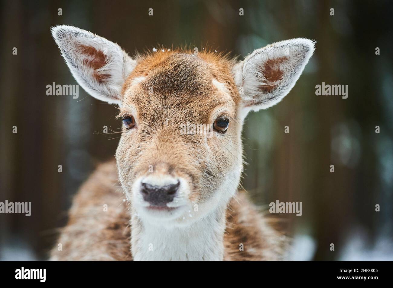 Damwild (Dama dama), Lichtung, Wiese, Stand, Blickkamera Stockfoto