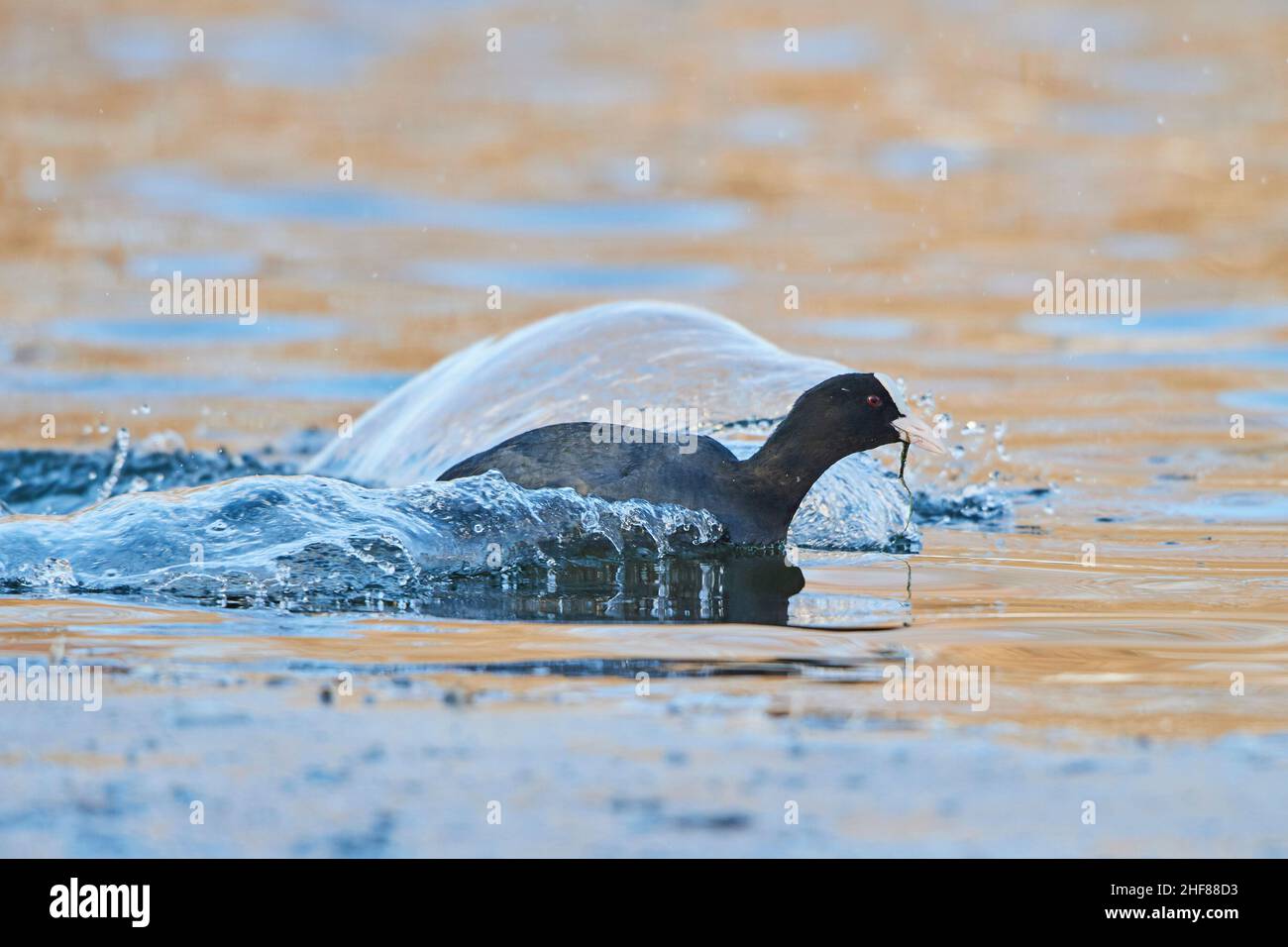 Ruß oder Ruß (Fulica atra) landet in einem See, Bayern, Deutschland Stockfoto