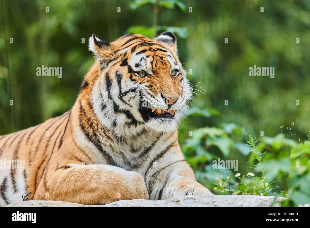 Sibirischer Tiger (Panthera tigris altaica), frontal, liegend Stockfoto