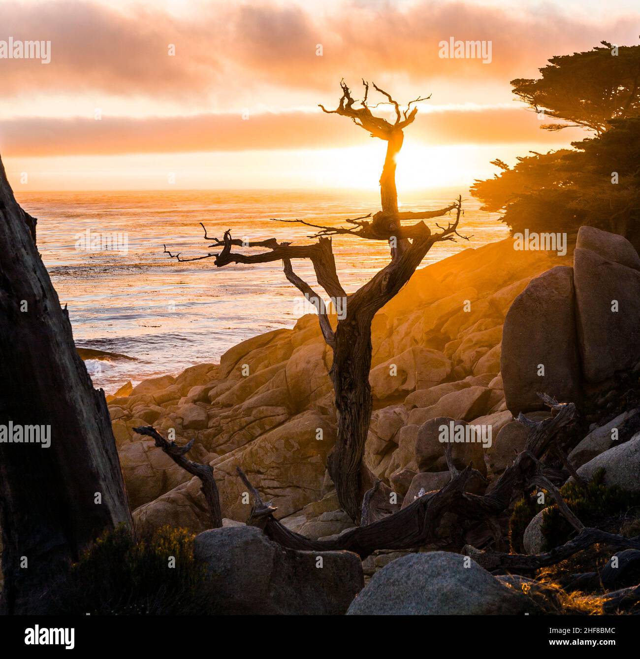 Romantischer Sonnenaufgang in der Nähe von Point Lobos mit alten getrockneten Bäumen am Steinstrand und einer Zypresse Stockfoto