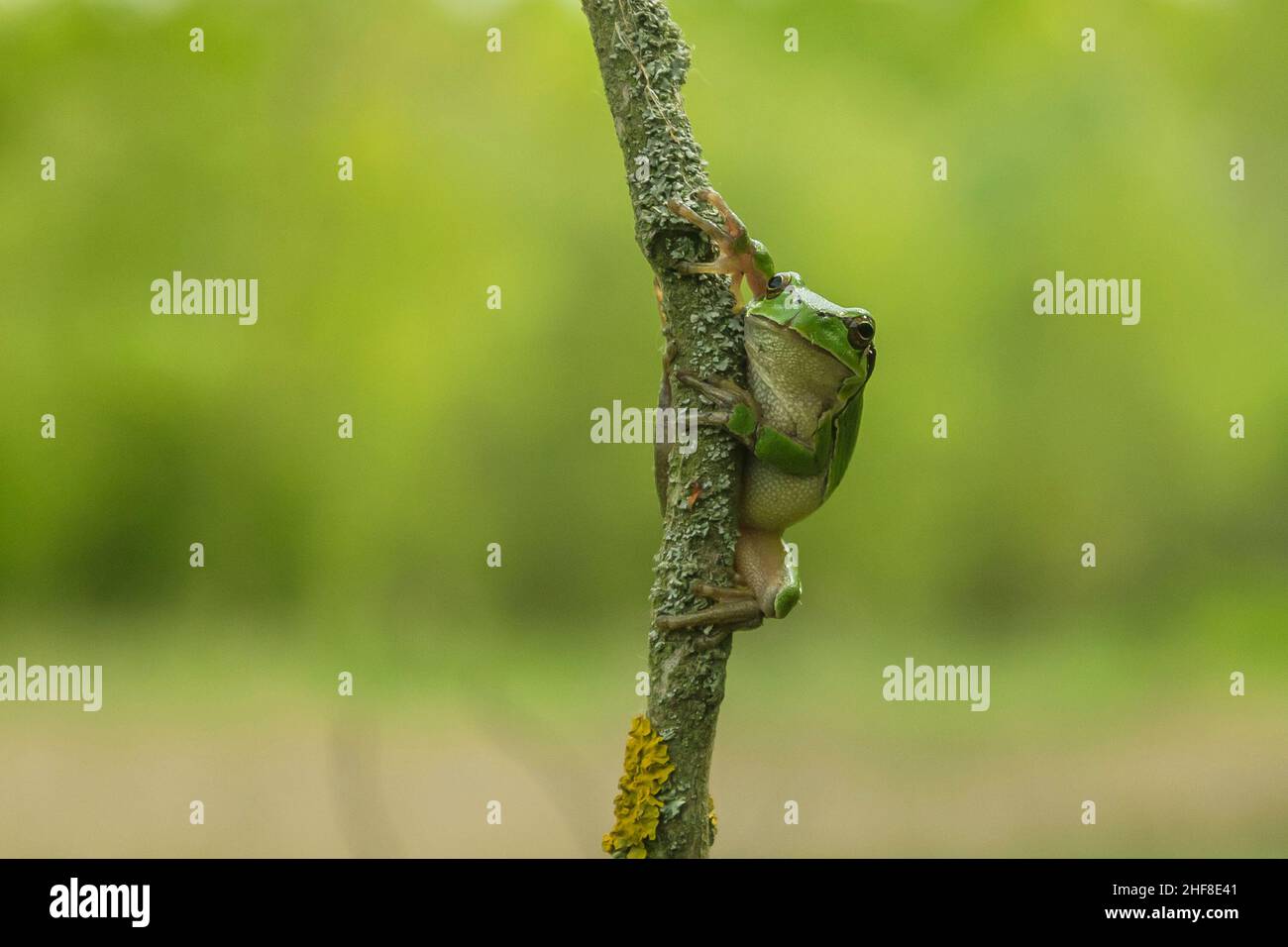 Hyla arborea Grüner Baumfrosch sitzt auf einem Baum mit grünem Hintergrund und schönem Bokeh Stockfoto