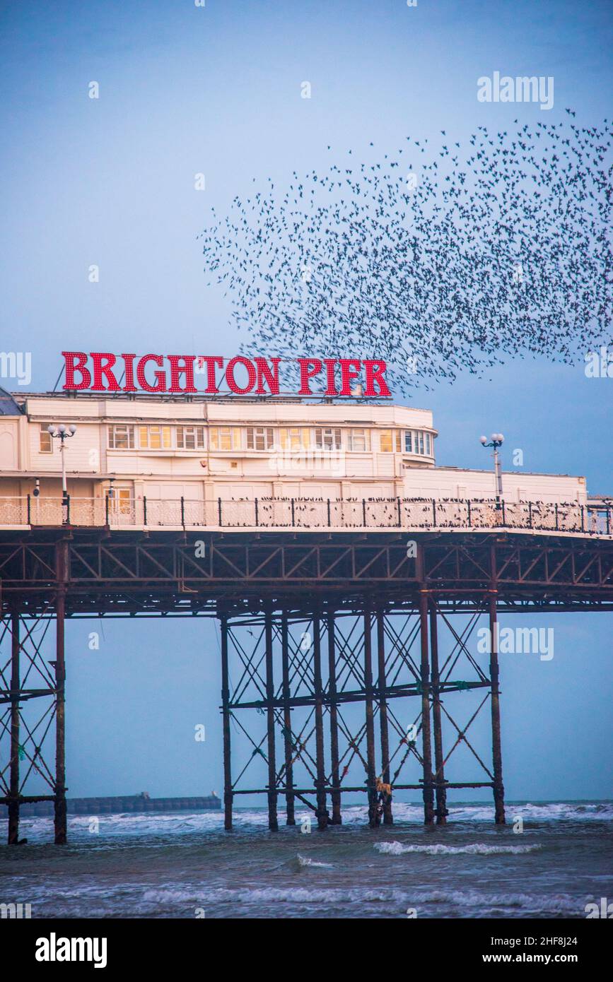 Die Starling Murmeln über Brighton Pier im Frühjahr 2021 an einem bewölkten Tag aufgenommen. Stockfoto