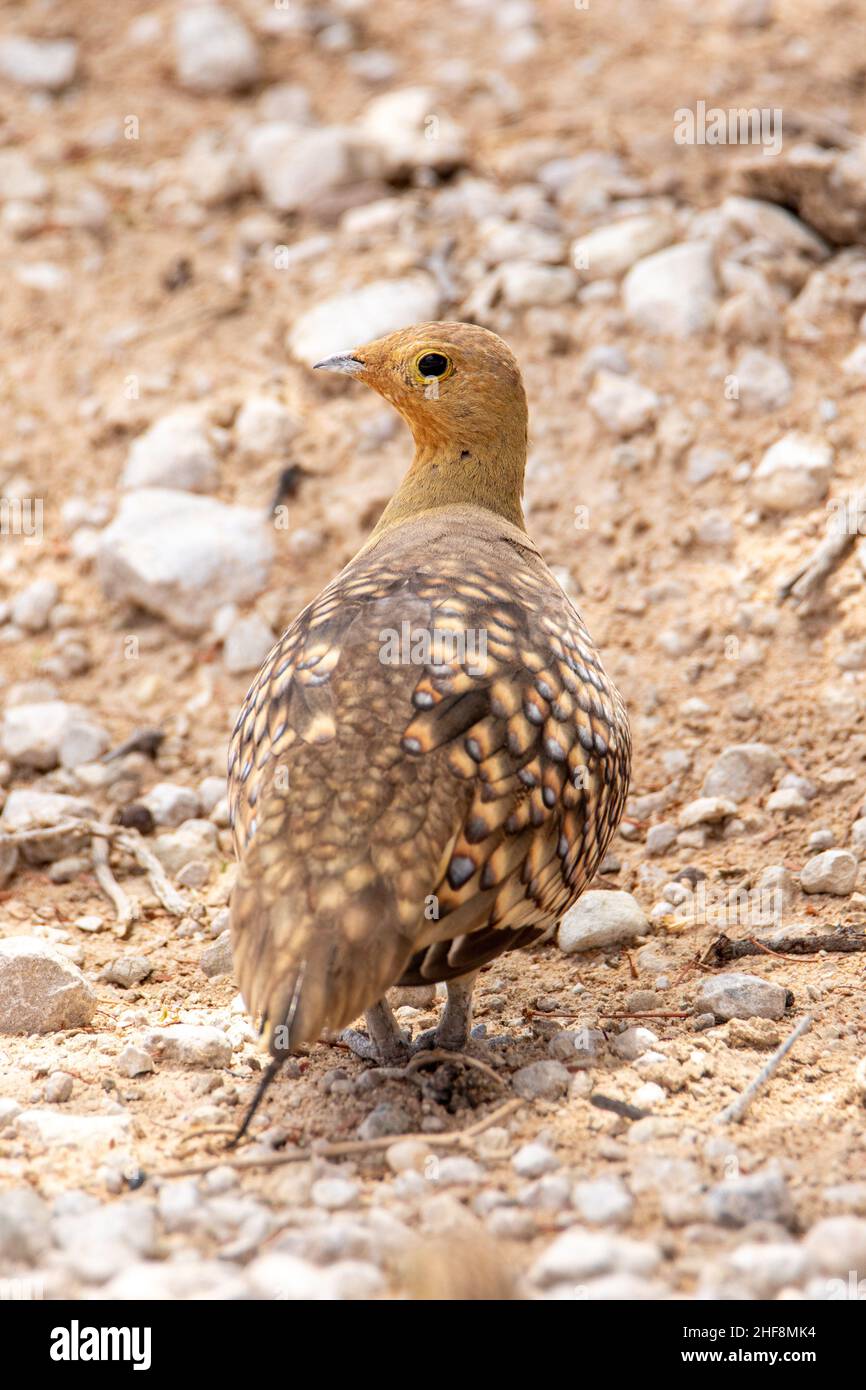 Männliche Namaqua Sandgrouse im Kgalagadi Stockfoto