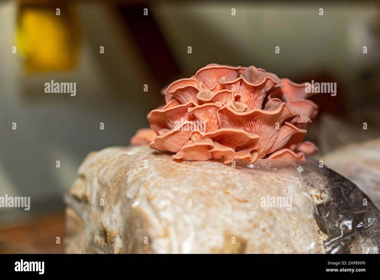 Bennett, Colorado - Rosa Austernpilze wachsen bei Sugar Moon Pilzes. Die Indoor Farm baut eine Vielzahl von Pilzen in Transportbehältern an. Ihre Stockfoto