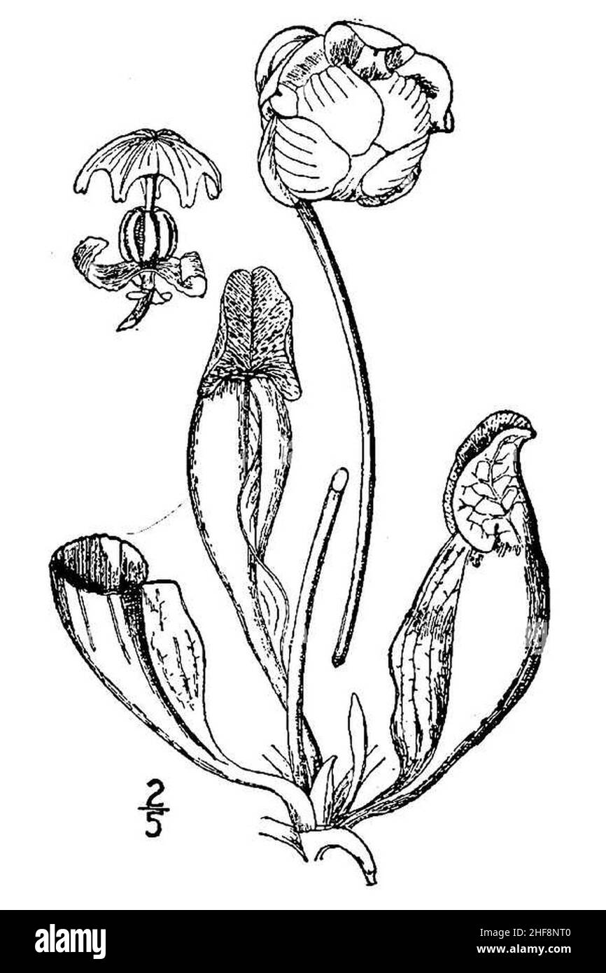 Sarracenia purpurea - anatomische Skizze. Stockfoto