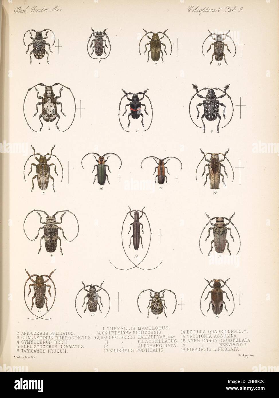 Biologia Centrali-Americana [London Publiziert für die Redaktion von R. H. Porter],1879-1915 - 31 Stockfoto