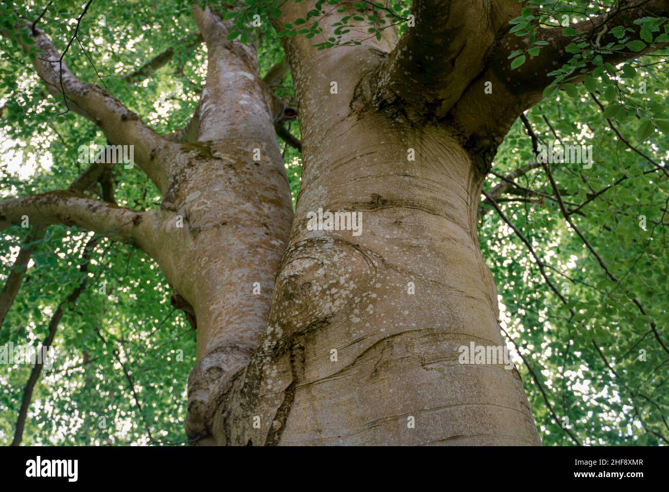 Stamm- und Blattdach einer europäischen oder gemeinen Buche (Fagus sylvatica) Stockfoto