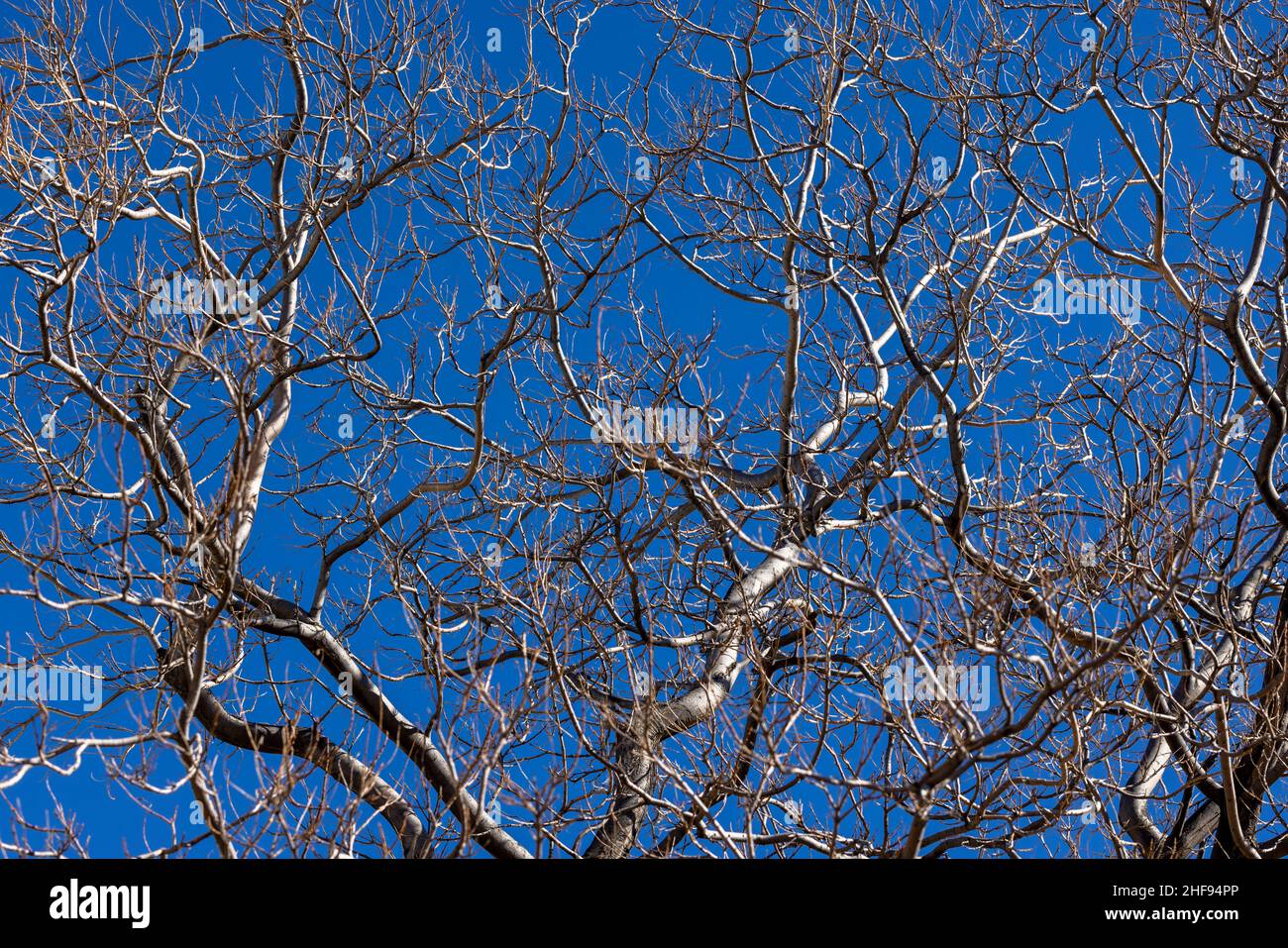 Blauer Himmel, gefiltert von einer blattlosen Ulme und ihren Ästen und Gliedmaßen Stockfoto