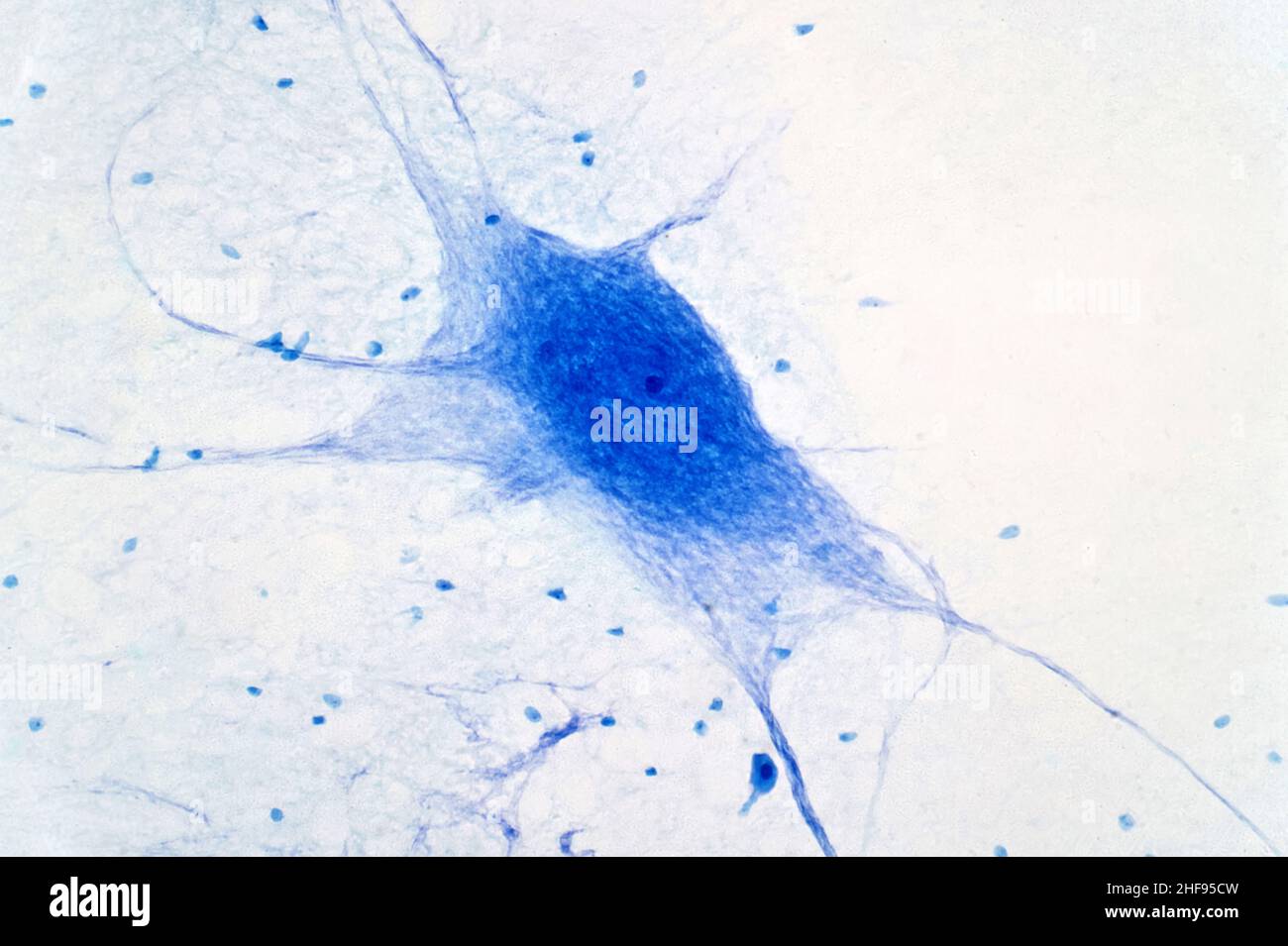 Neuronenzellen, leichte Mikrograph Stockfoto