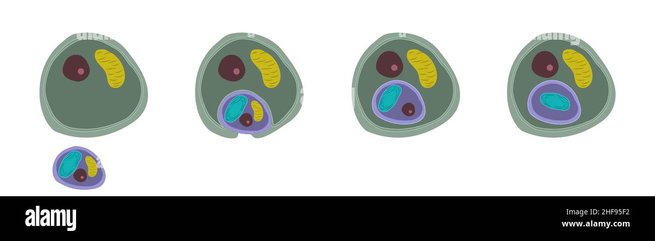 Sekundäre Endosymbiose, Illustration Stockfoto