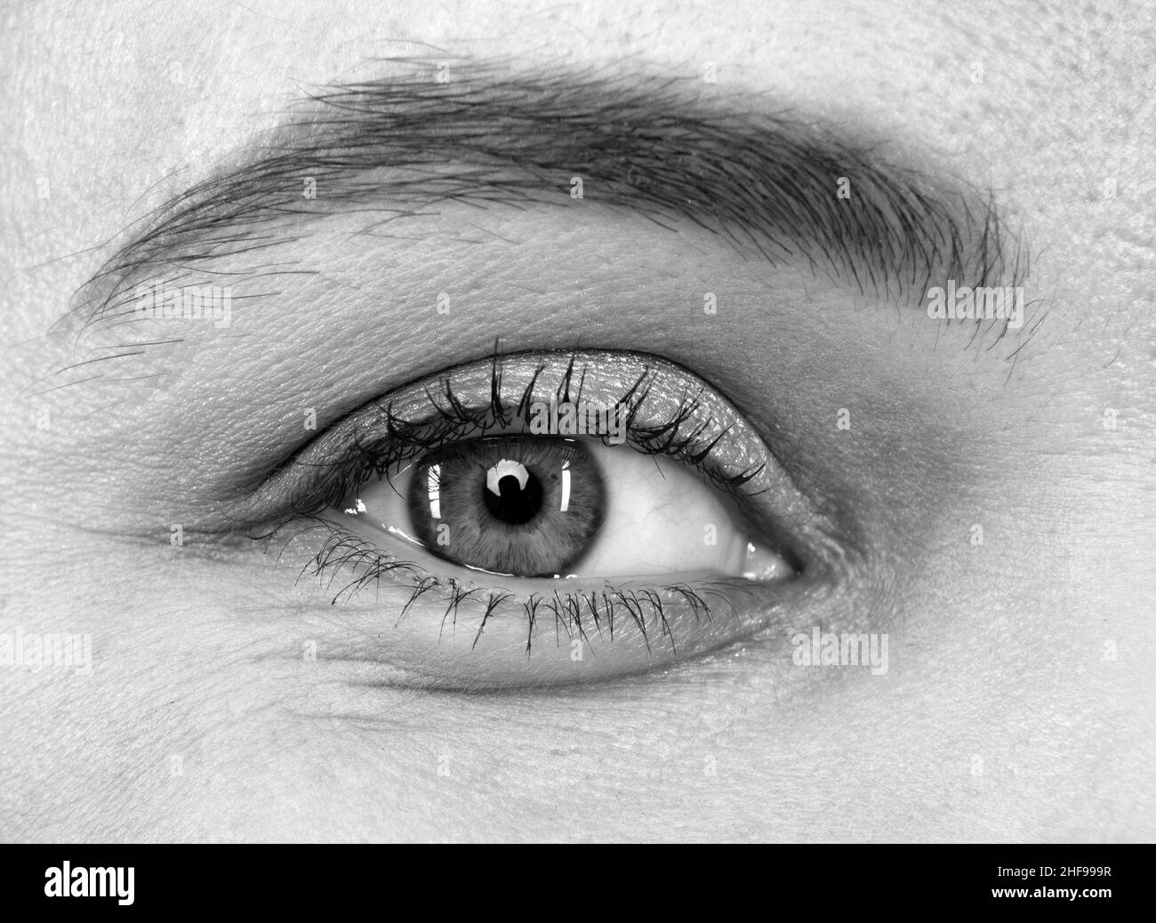 Weibliches Auge. Augen Make-up. Gewölbte Augenbraue und natürlicher Lidschatten. Sehvermögen. Wimpern-Verlängerung. Stockfoto