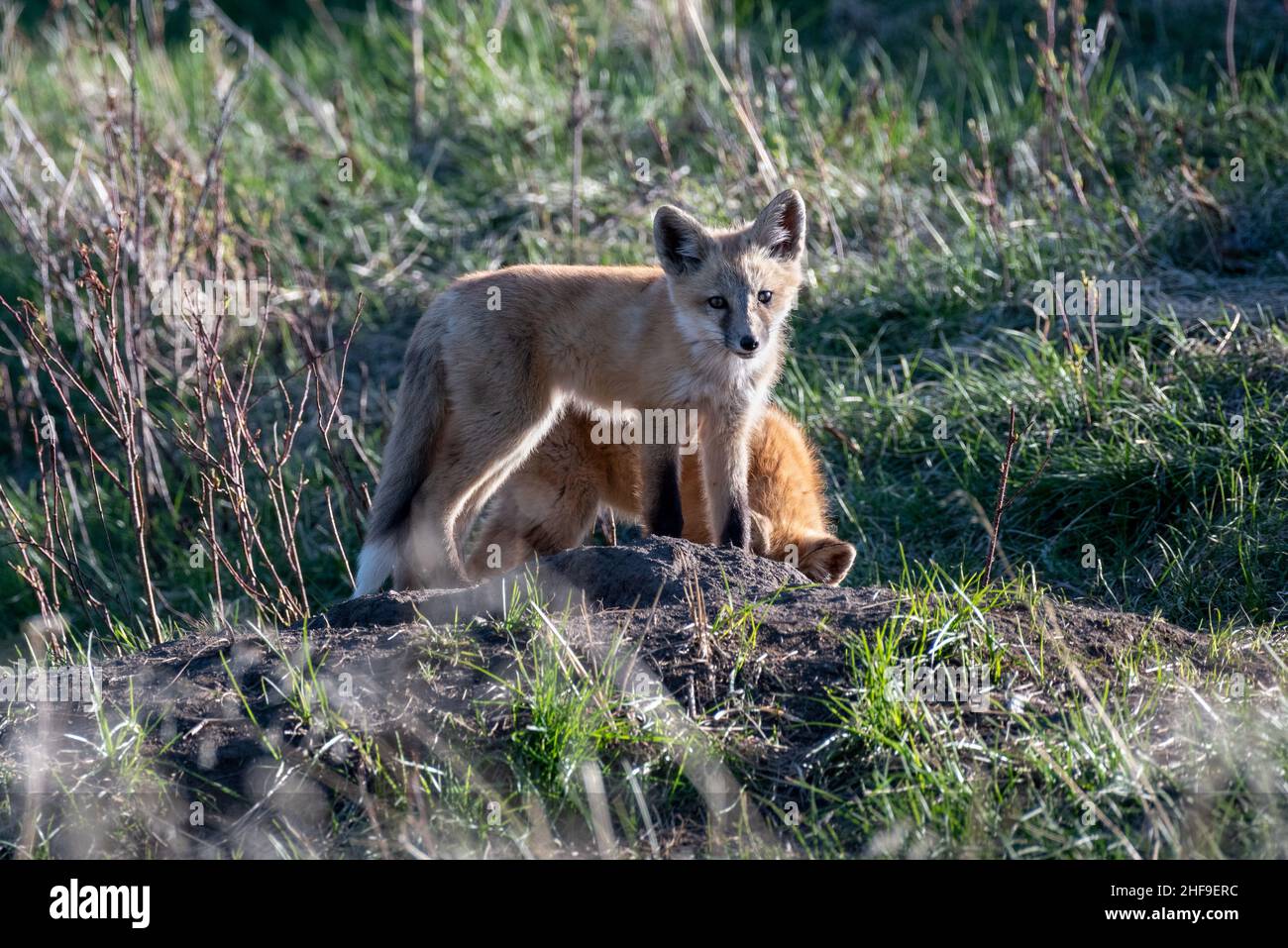 Fox Kits, Iwetemlaykin State Heritage Site, Wallowa Valley, Oregon. Stockfoto